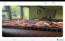 Bocker dogs for sale: Male beagle puppy  - Image 2