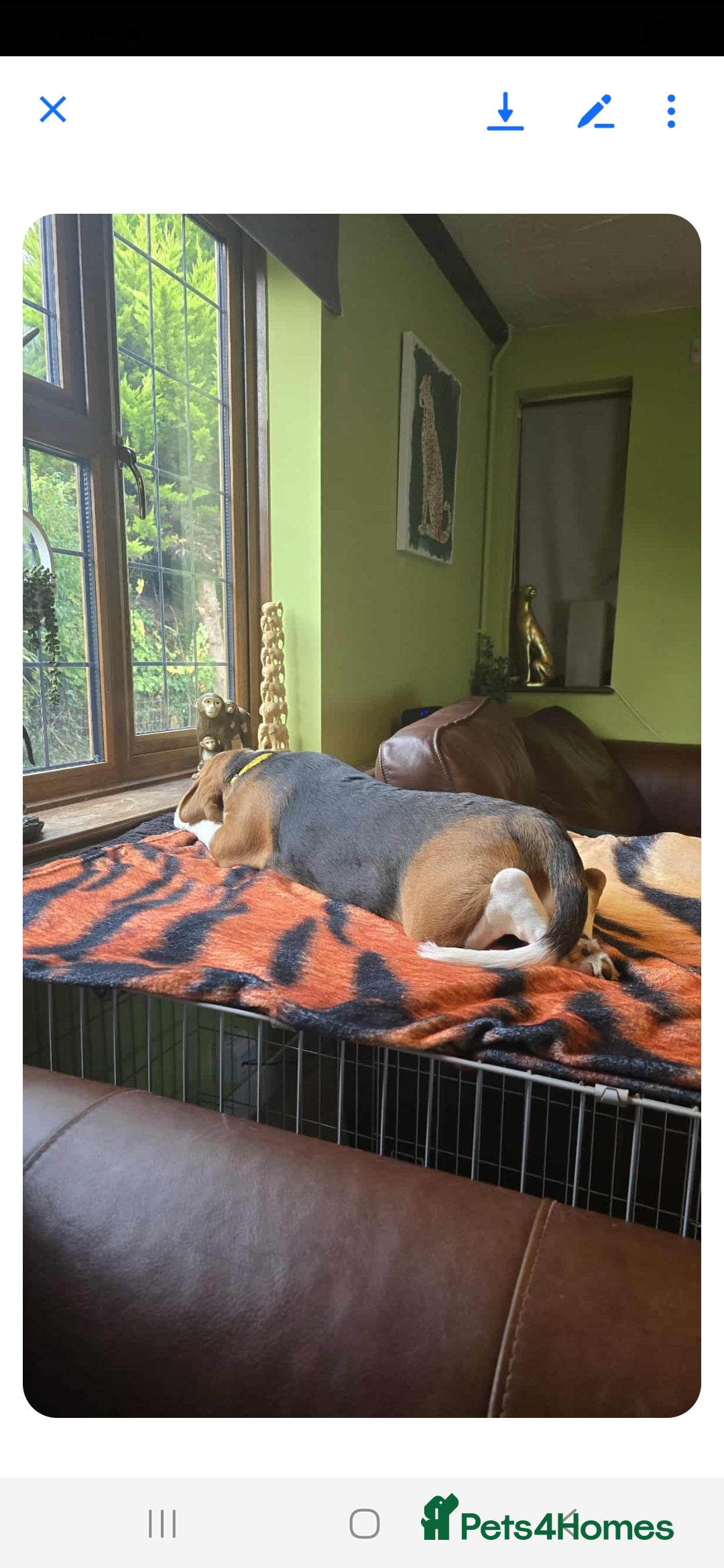 Bocker dogs for sale: Male beagle puppy  - Image 2