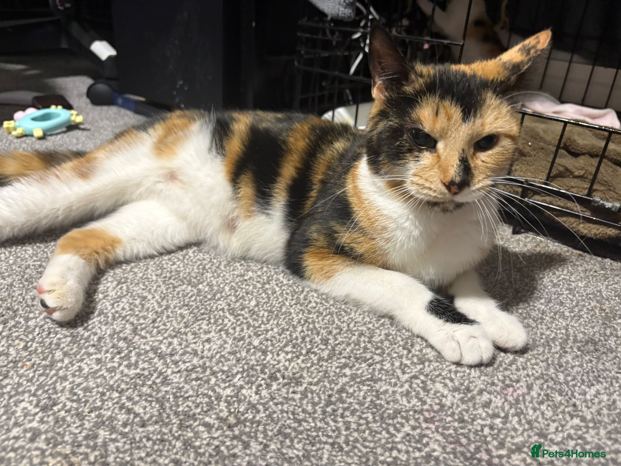 Mixed Breed cats Beautiful kittens - Advert 1