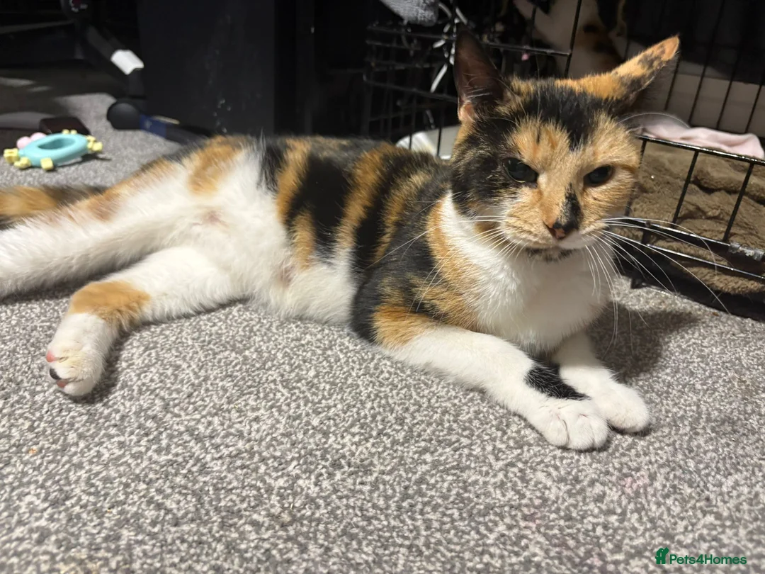 Mixed Breed cats for sale: Beautiful kittens - Advert 1