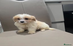 Cavachon dogs for sale: Cavachon puppies  - Advert 4