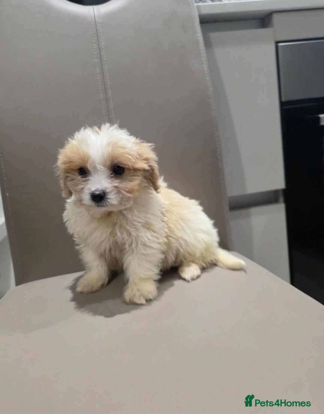 Cavachon dogs for sale: Cavachon puppies  - Advert 4
