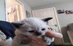 Domestic Shorthair cats for sale: Kittens black or white - Image 3