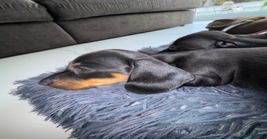 Miniature Dachshund dogs - Advert 6