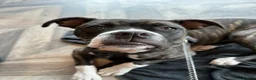 Staffordshire Bull Terrier dogs for sale: Eddie is 3 in Dec he is a gorgeous boy - Advert 26