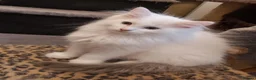 Ragdoll cats for sale: RAGDOLLS BICOLOUR BOY BLUE EYES READY NOW  - Advert 12