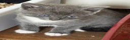 Mixed Breed cats for sale: Two beautiful kittens  - Advert 2