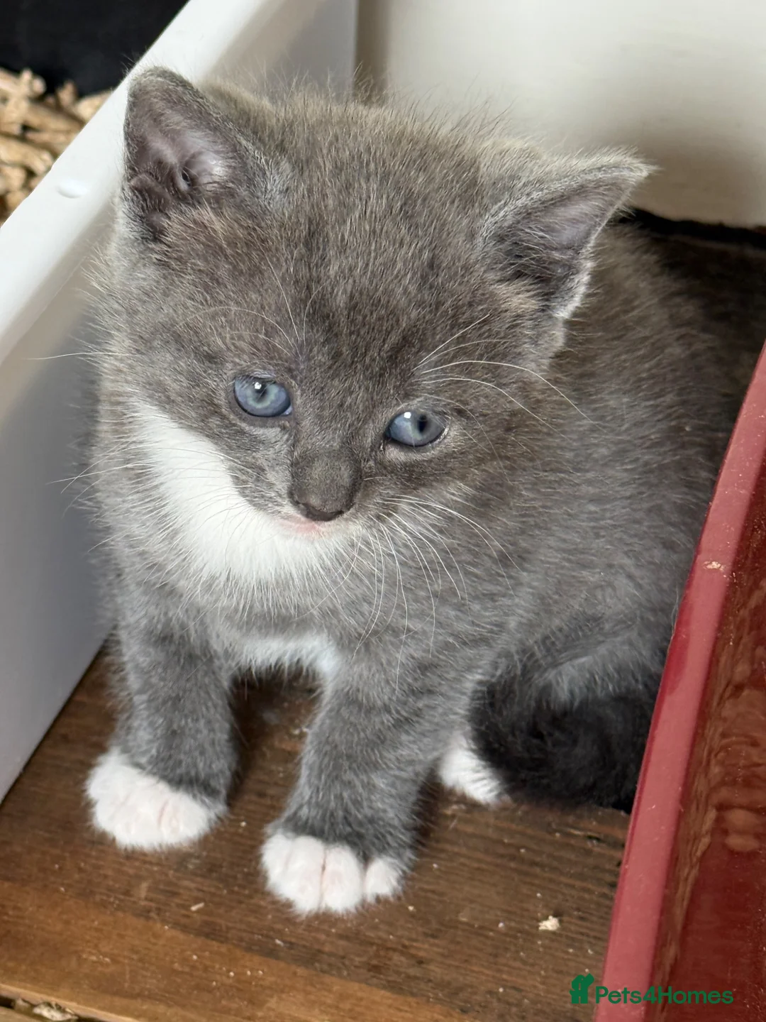 Mixed Breed cats for sale: Two beautiful kittens  - Advert 2