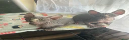 Sphynx cats for sale: READY FOR NEW HOME,2 boys still available. - Advert 12