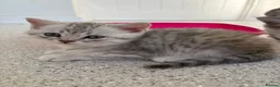 British Shorthair cats for sale: Silver Tabby British Shorthair male kittens in Brentwood - Advert 9