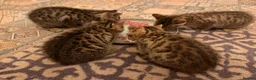 Bengal cats for sale: Kittens in Taunton - Advert 17
