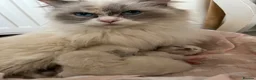 Ragdoll cats for sale: Blue Tortie Point Mitted Ragdoll Kittens - Advert 18