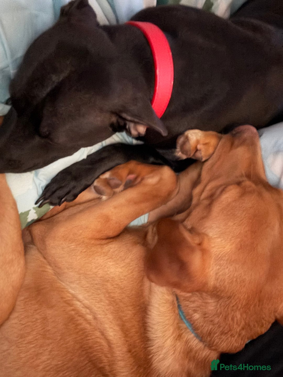 Mixed Breed dogs for sale: Beautiful Labrador x staffy puppies - Advert 10