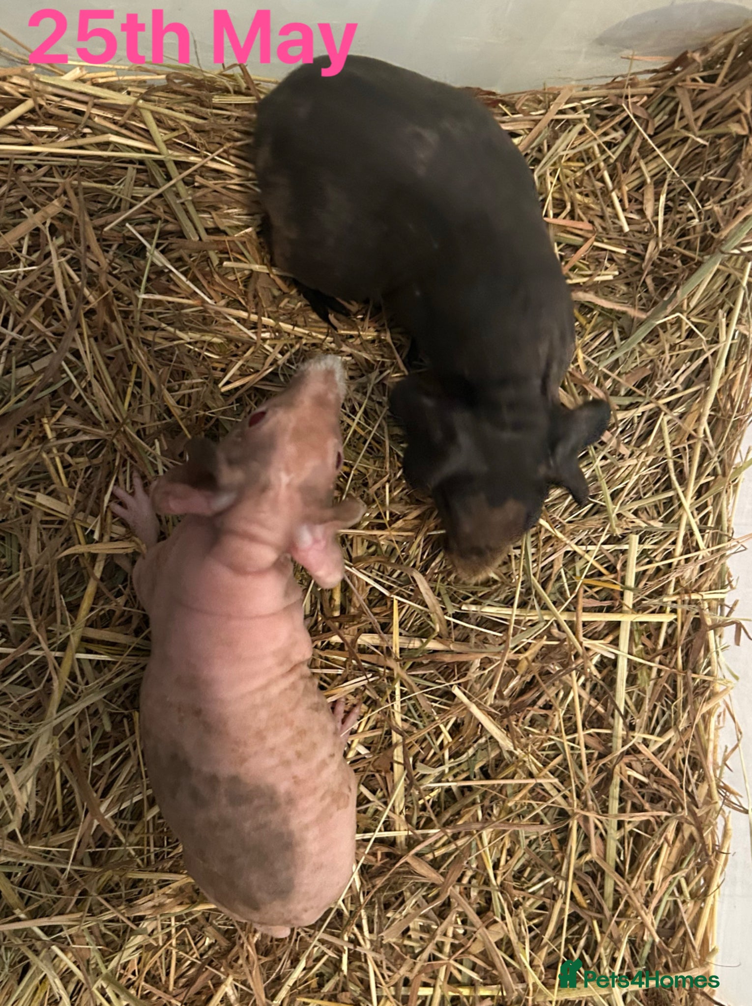 Guinea Pig rodents Skinny Pig Sows.  - Advert 4