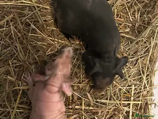 Guinea Pig rodents Skinny Pig Sows. - Advert 4