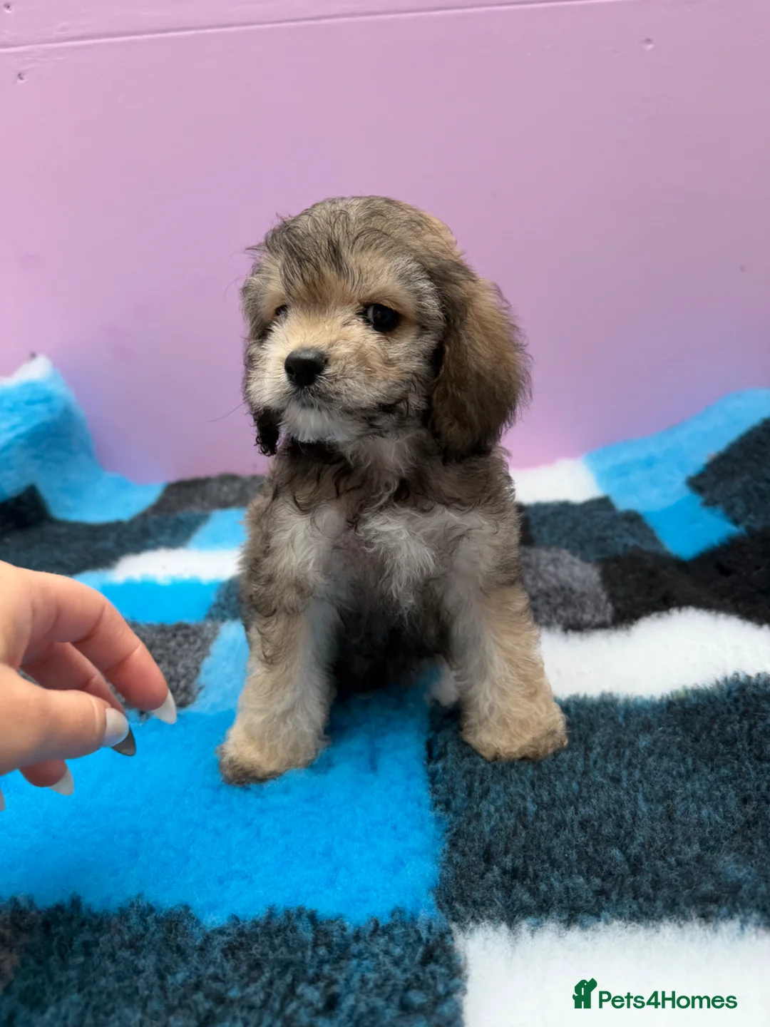 Cockapoo dogs for sale: Adorable cockapoo puppies 🐶  - Advert 28