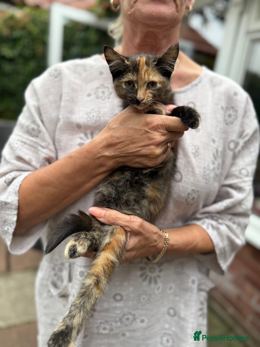Mixed Breed cats for sale: 2 CUTE TORTOISESHELL GIRLS  - Image 12