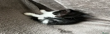 Mixed Breed 5
