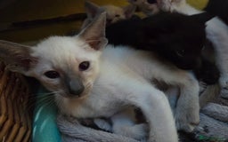 Siamese cats for sale: Siamese and Oriental Kittens  - Image 2
