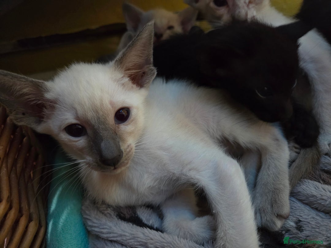 Siamese cats for sale: Siamese and Oriental Kittens  - Image 2