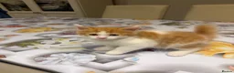 Mixed Breed cats for sale: 3 kitten rehoming - Advert 7