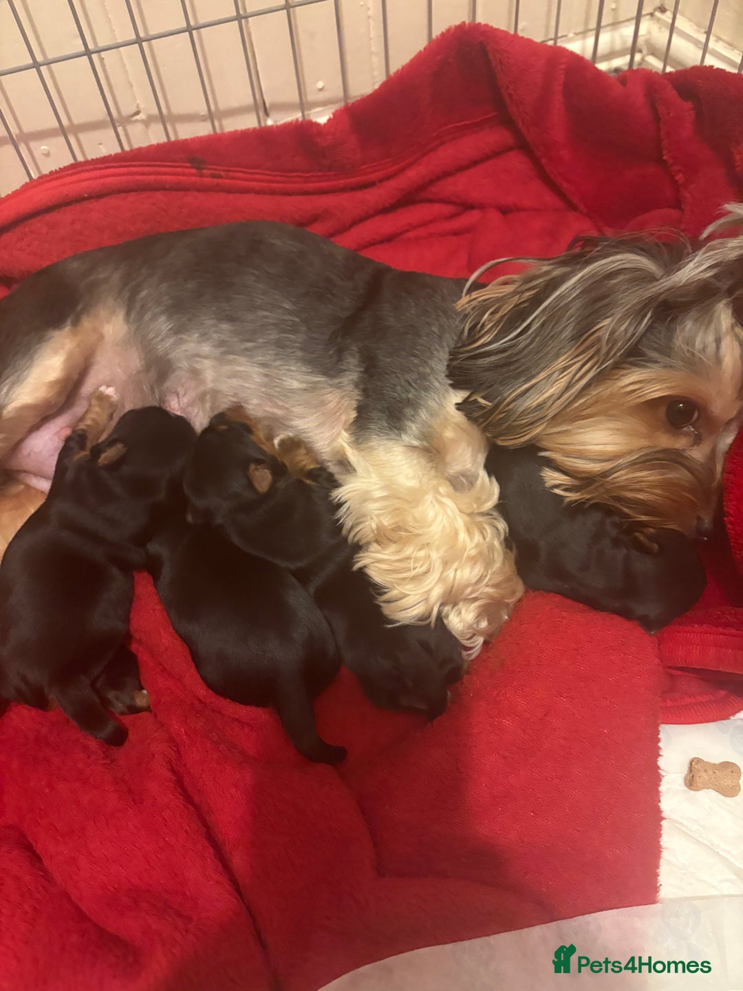 Yorkshire Terrier dogs for sale: Yorkshire Terrier Puppies For Sale - Advert 7