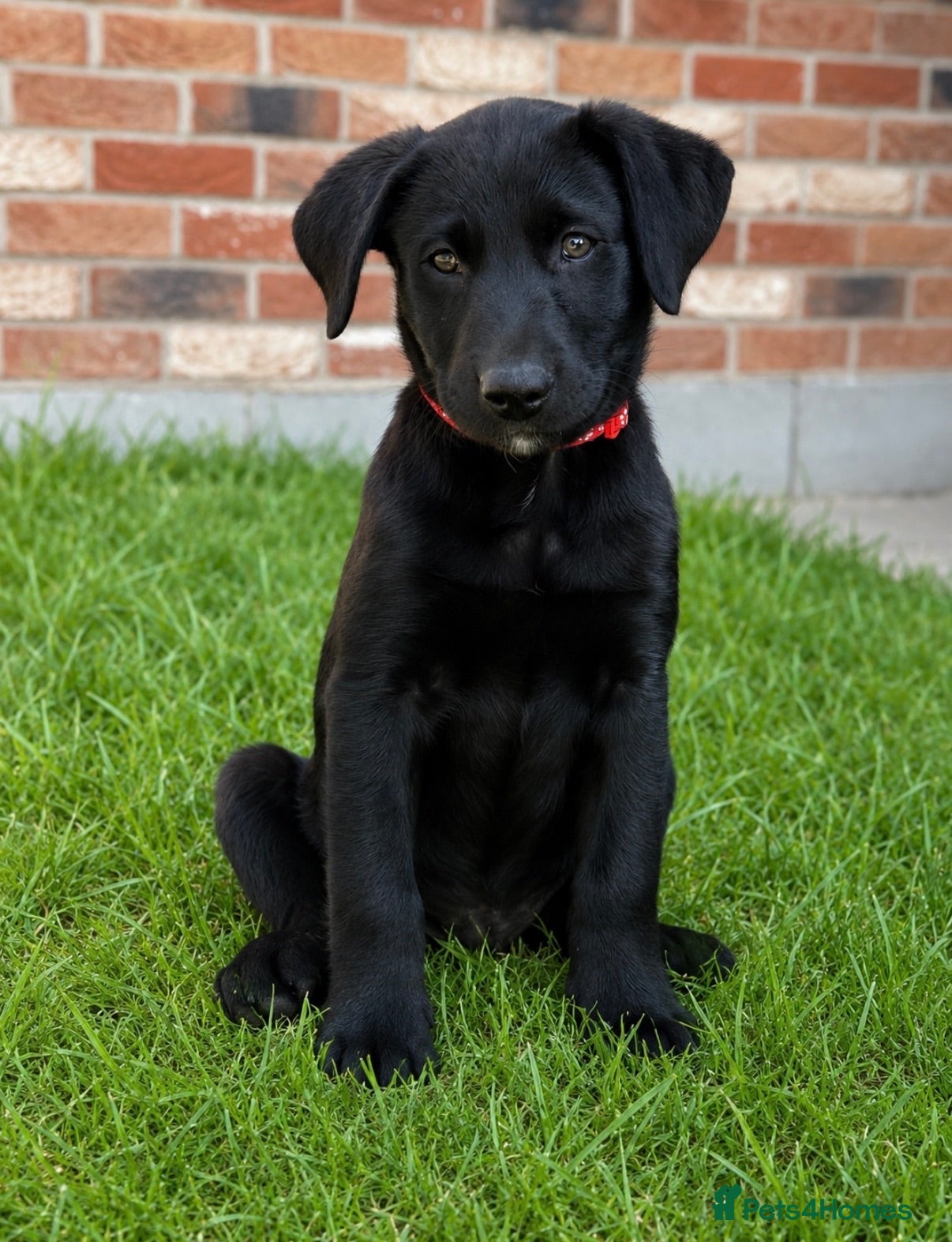 Borador dogs Stunning Lab x Collie, cream, black & chocolate! - Advert 1