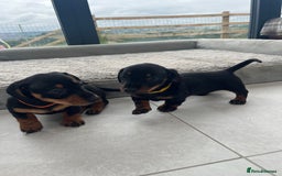 Miniature Dachshund dogs for sale: One beautiful Beautiful girl left  💜🐶  - Image 14