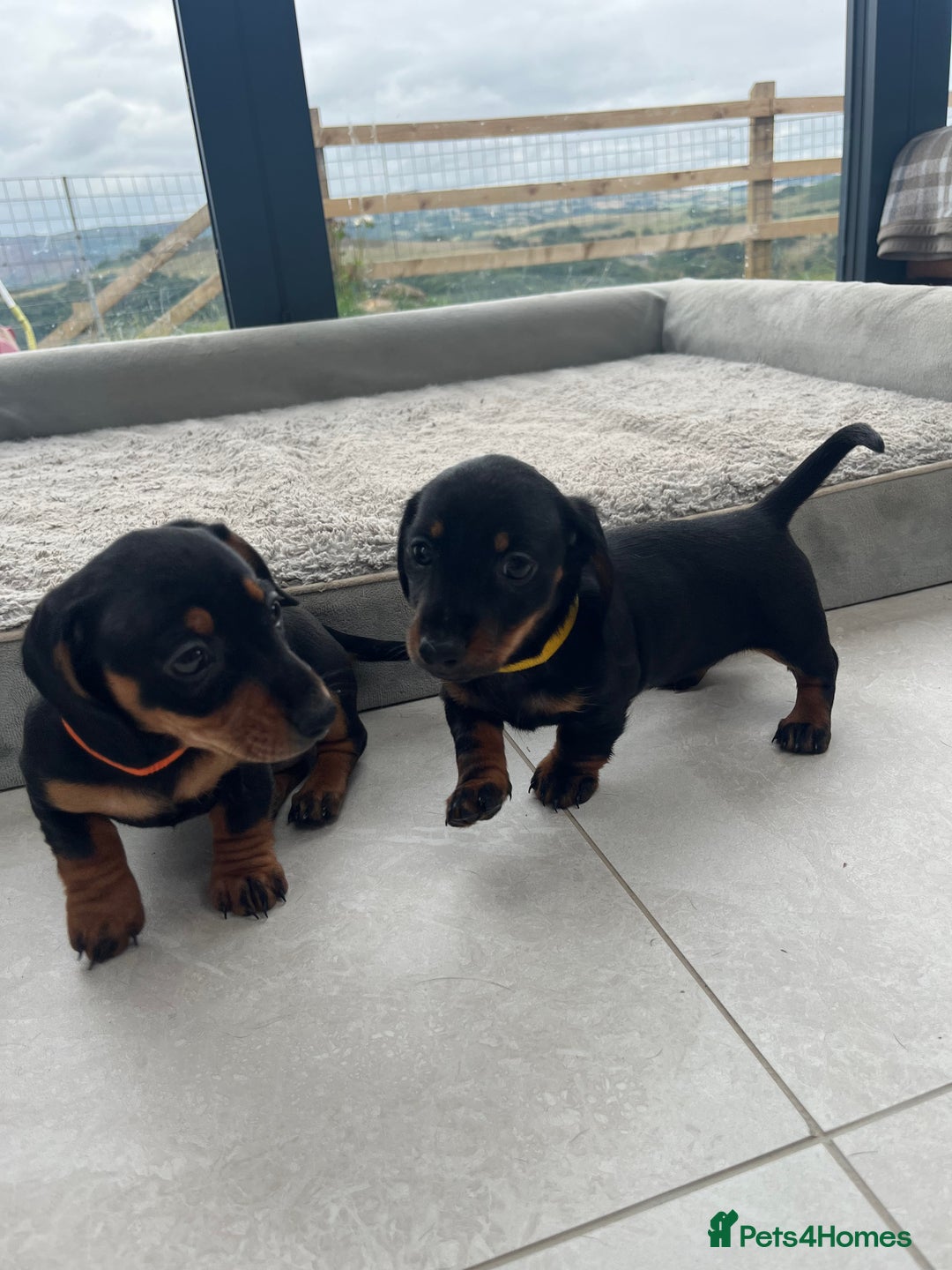 Miniature Dachshund dogs for sale: One beautiful Beautiful girl left  💜🐶  - Image 14