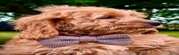 Cockapoo dogs for sale: Chestnut F1 cockapoo boy ready now - Advert 5