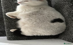 British Shorthair cats for sale: 2 loving beautiful cats  - Image 27
