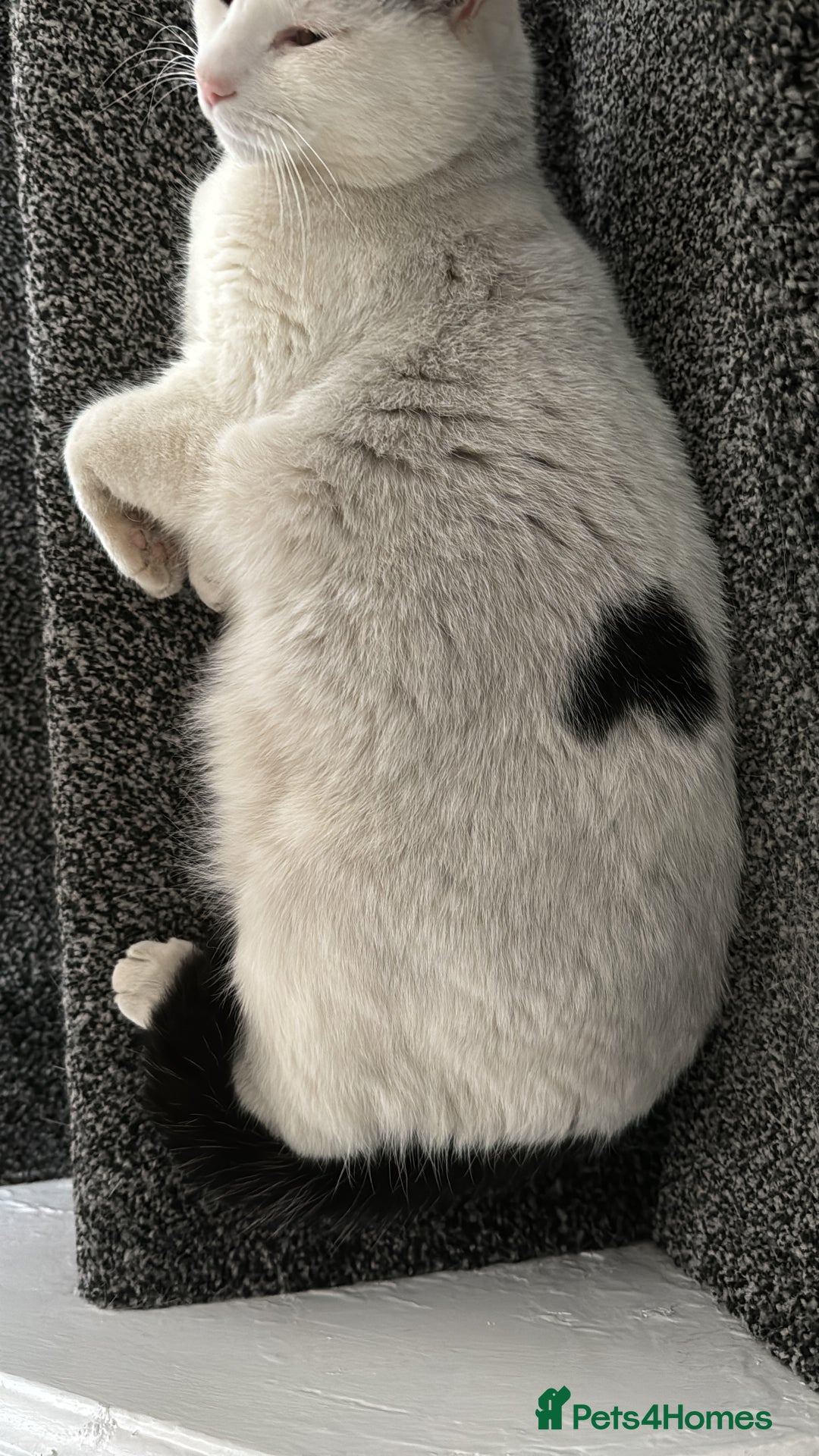 British Shorthair cats for sale: 2 loving beautiful cats  - Image 27