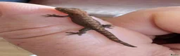 Gecko reptiles for sale: Mourning Geckos (Lepidodactylus lugubris) CB26 - Advert 2