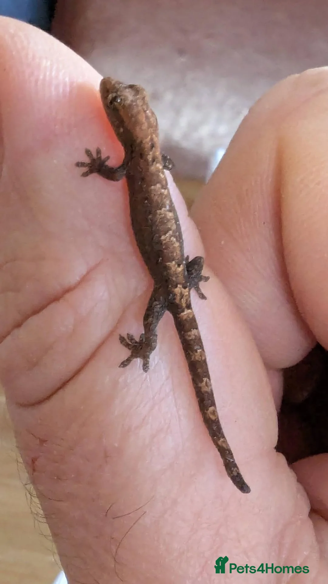 Gecko reptiles for sale: Mourning Geckos (Lepidodactylus lugubris) CB26 - Advert 2