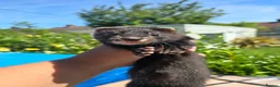 Ferret rodents for sale: 2 beautiful self black Ferret Kits - Advert 2