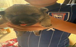 Chug dogs for sale: PUPPIES FOR SALE - Image 2