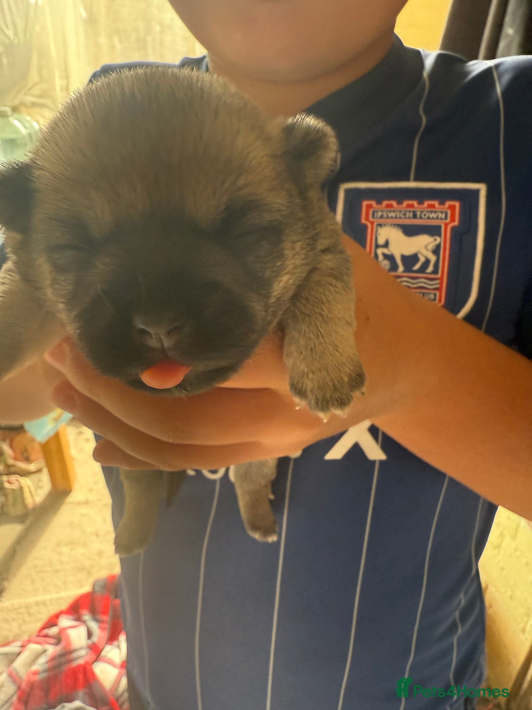 Chug dogs for sale: PUPPIES FOR SALE - Image 2