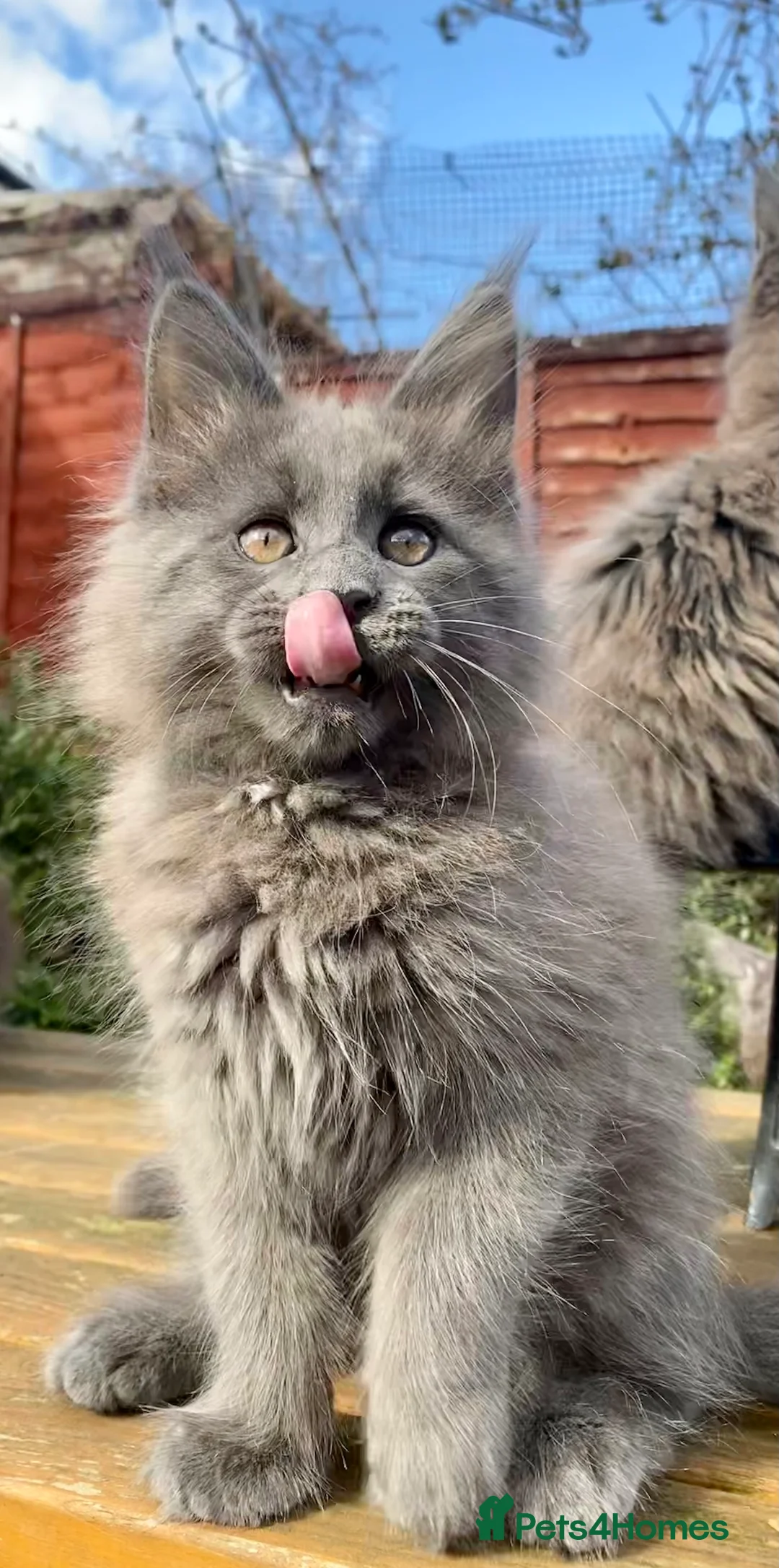 Maine Coon cats for stud: Blue Solid Maine Coon for Stud in London - Advert 19