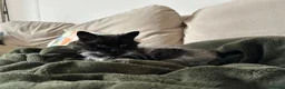 Mixed Breed cats for adoption: The “cancel your plans” cat. - Advert 3