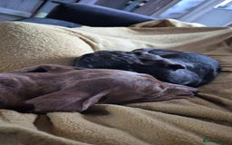 Miniature Dachshund dogs for sale: Two male miniature dachshund  - Image 2