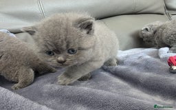 British Shorthair cats for sale: British blue shorthair kittens  - Image 11