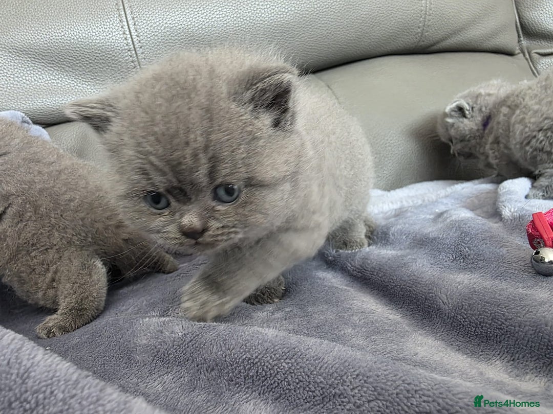 British Shorthair cats for sale: British blue shorthair kittens  - Image 11