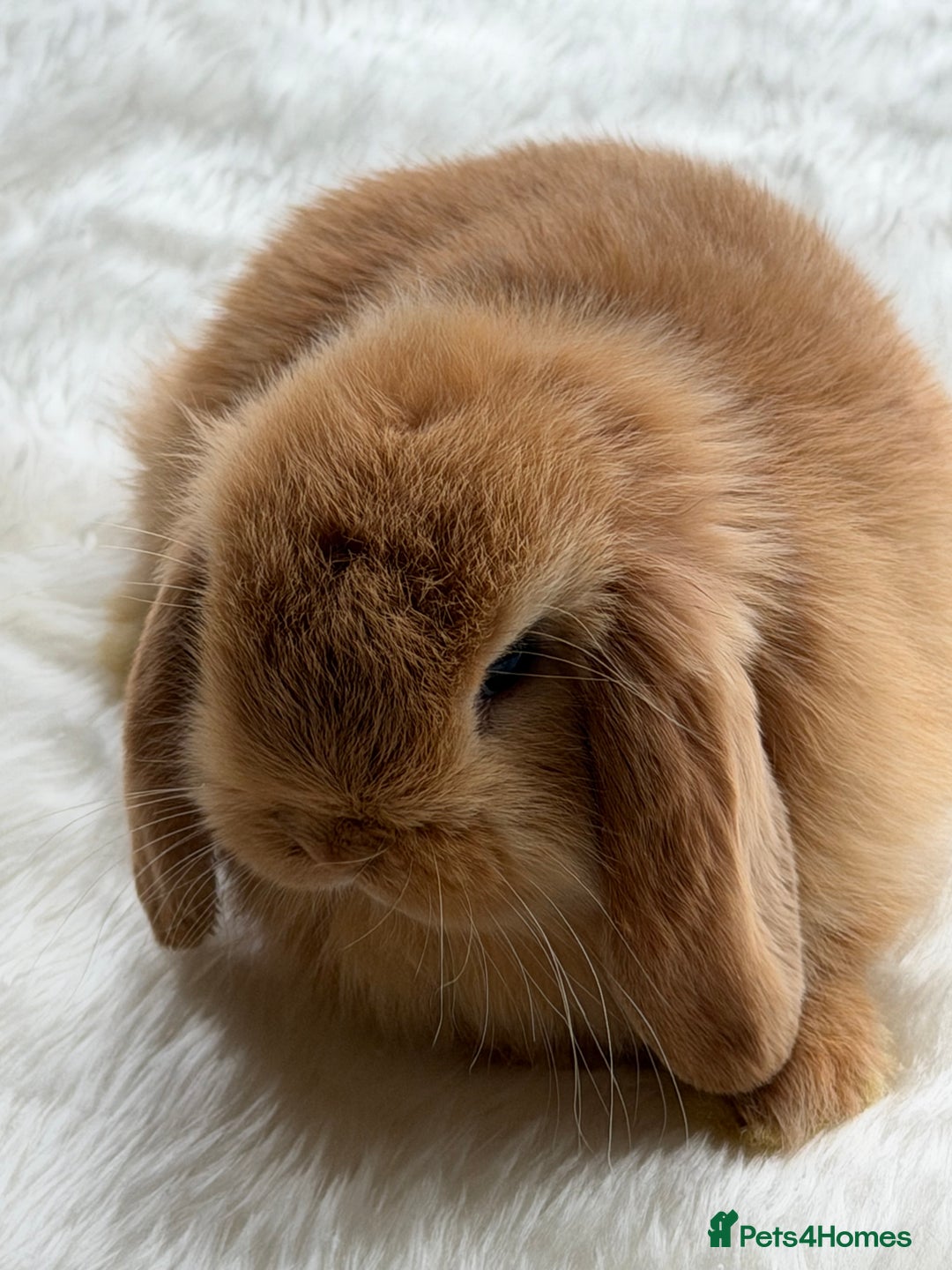 Mini Lop rabbits for sale: Mini lop - Advert 13