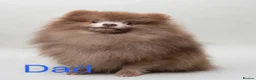 Pomeranian dogs for sale: Lilac Merle Babies - Petite, Quality, Teddy Pups - Advert 35