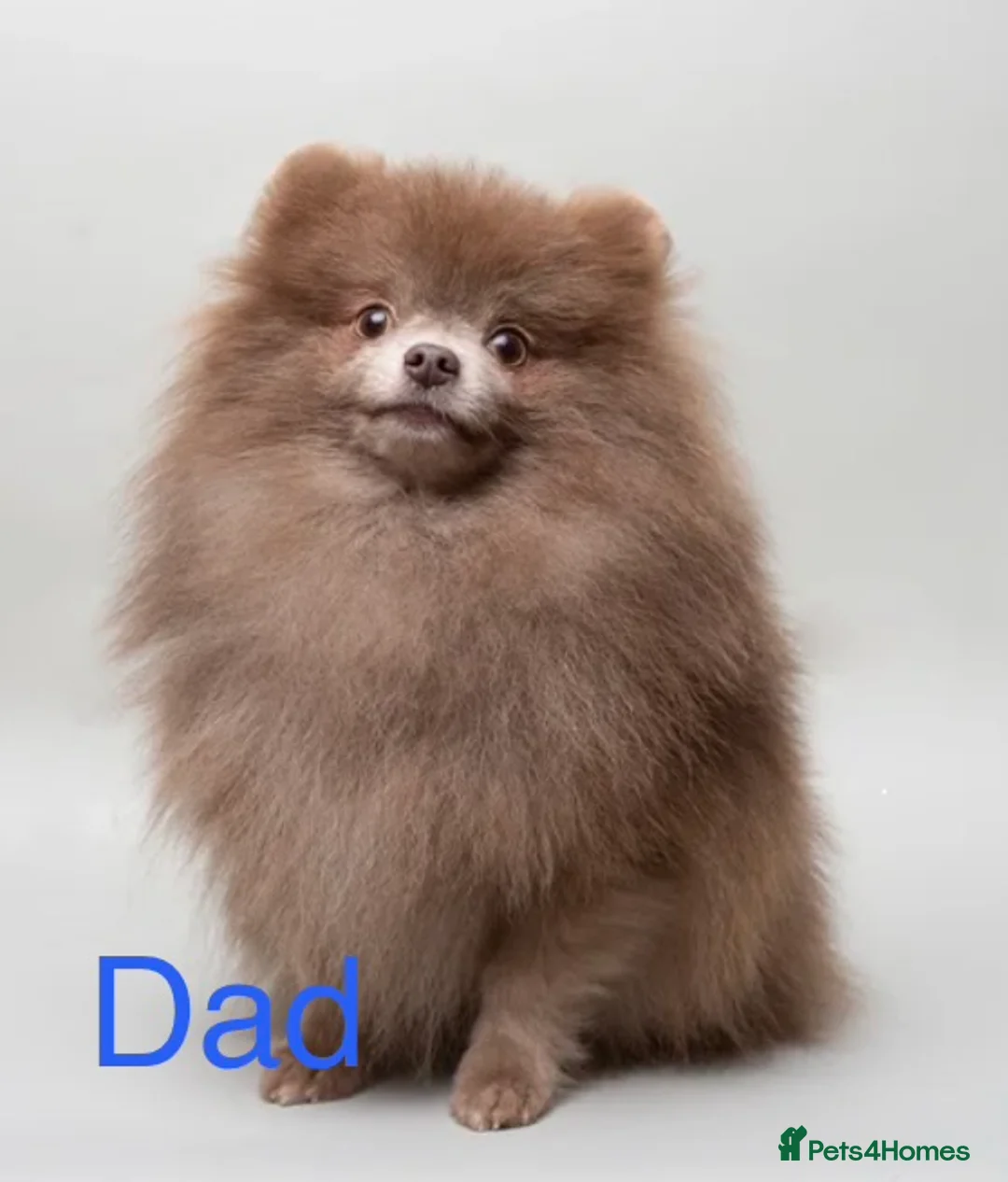 Pomeranian dogs for sale: Lilac Merle Babies - Petite, Quality, Teddy Pups - Advert 35