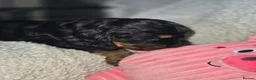 Cocker Spaniel dogs for sale: BEAUTIFUL COCKER SPANIEL PUPS - Advert 6