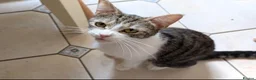Mixed Breed cats for sale: Mixed breed - Advert 5