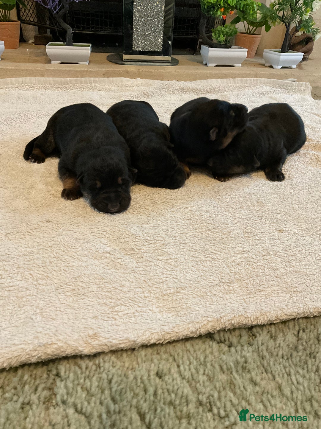 German Shepherd dogs for sale: Quality litter show line/working line puppy’s  - Advert 6