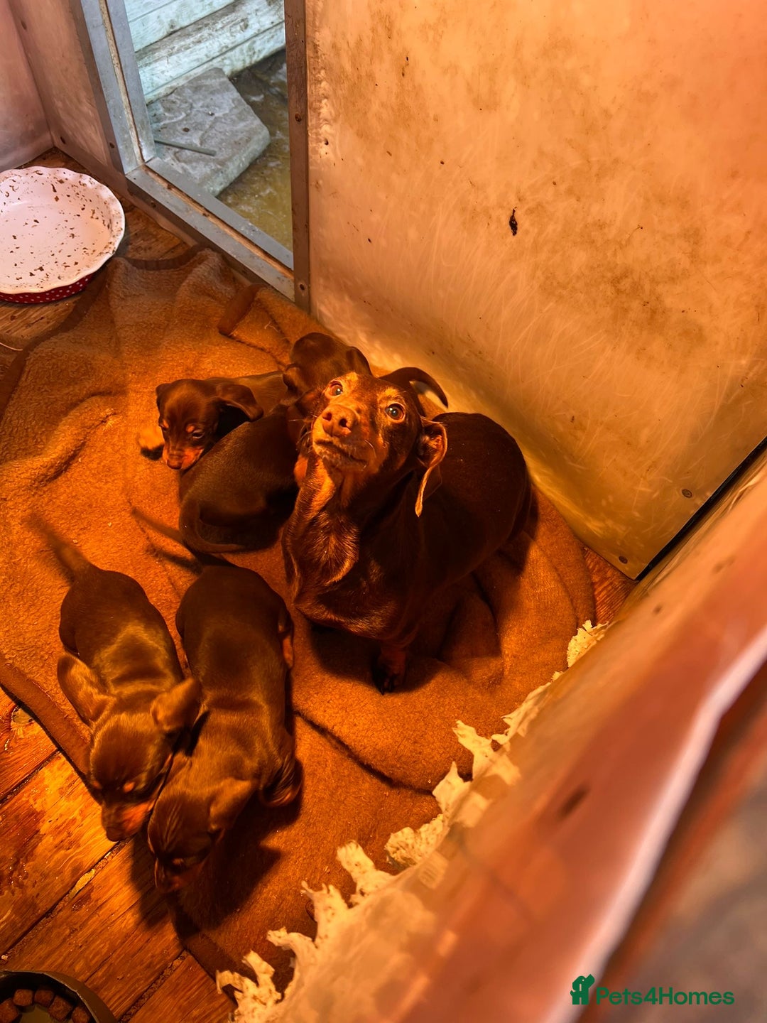 Miniature Dachshund dogs for sale: Chocolate & tan miniature dachshunds  - Advert 8