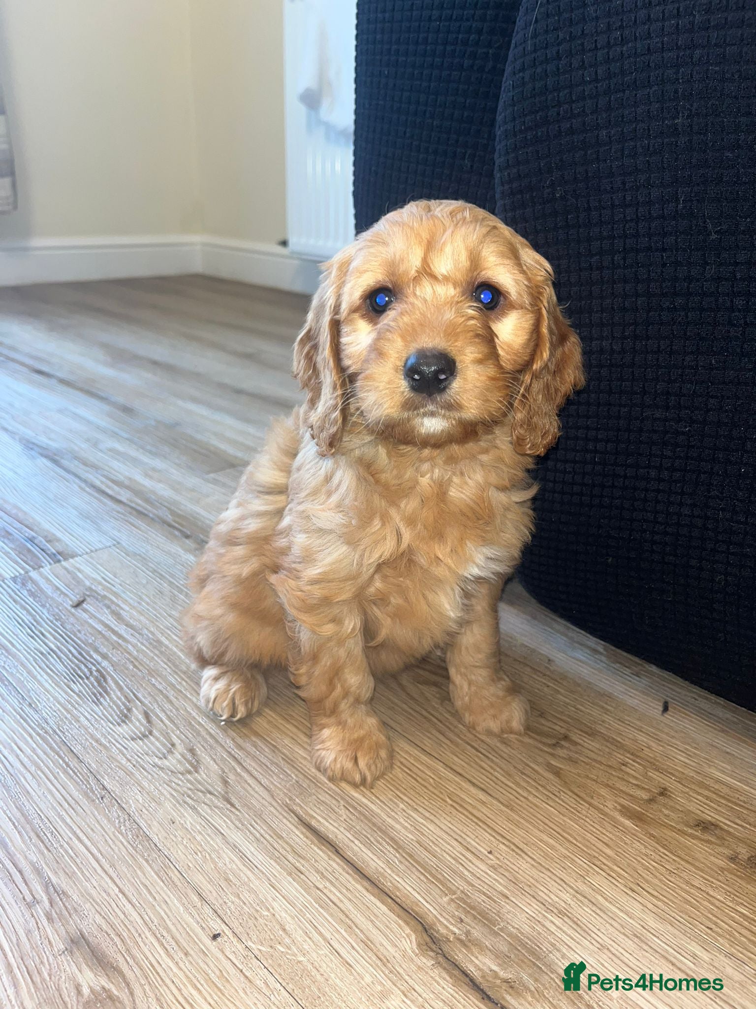 Cockapoo dogs F1 cockapoo puppies  - Advert 13